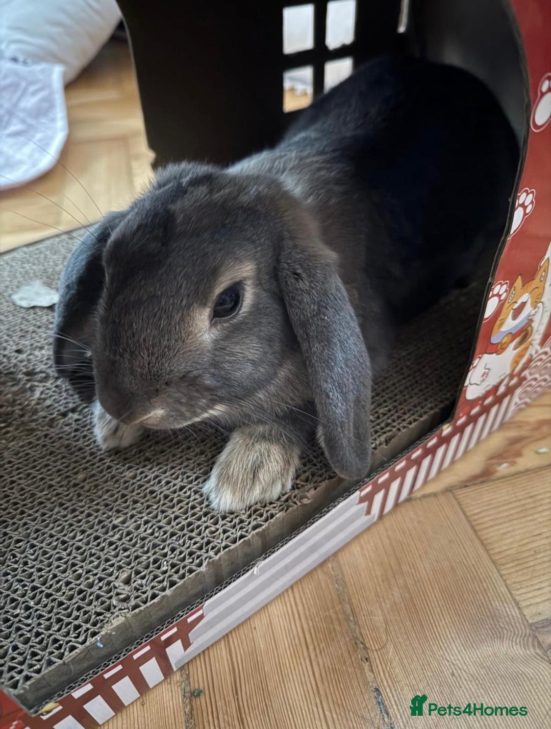 Mixed Breed rabbits for sale: Cute grey Mini Lop - Advert 3
