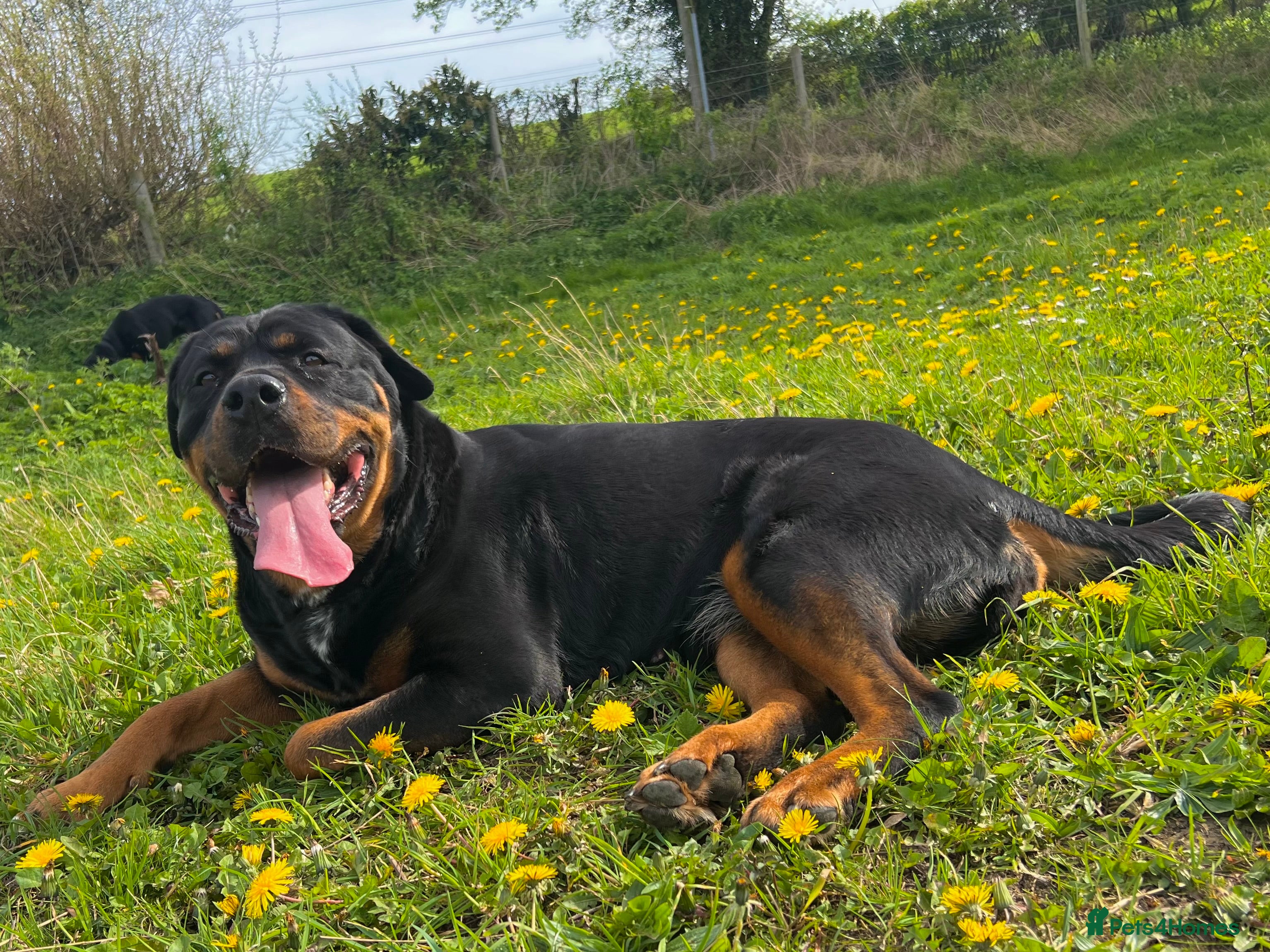 Rottweiler dogs 4 Gorgeous Rottweiler Puppies - Advert 15