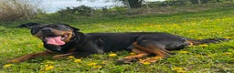 Rottweiler dogs for sale: 4 Gorgeous Rottweiler Puppies - Advert 1