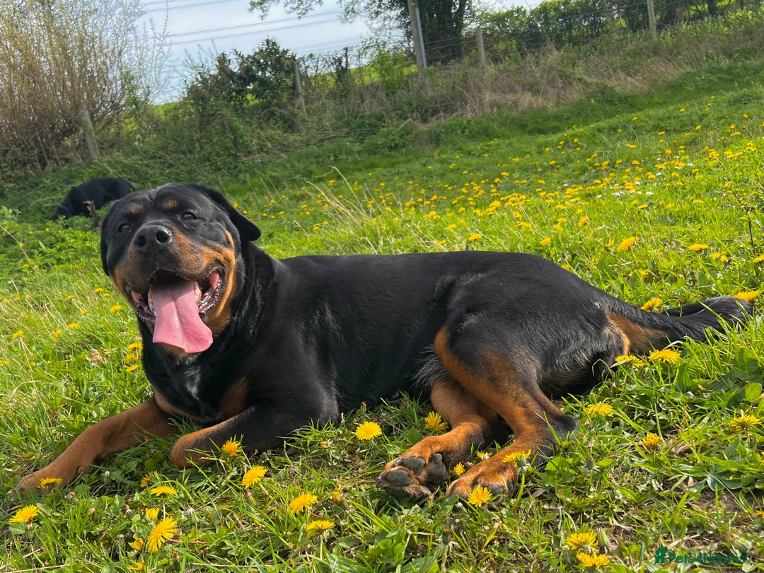 Rottweiler dogs for sale: 4 Gorgeous Rottweiler Puppies - Advert 1