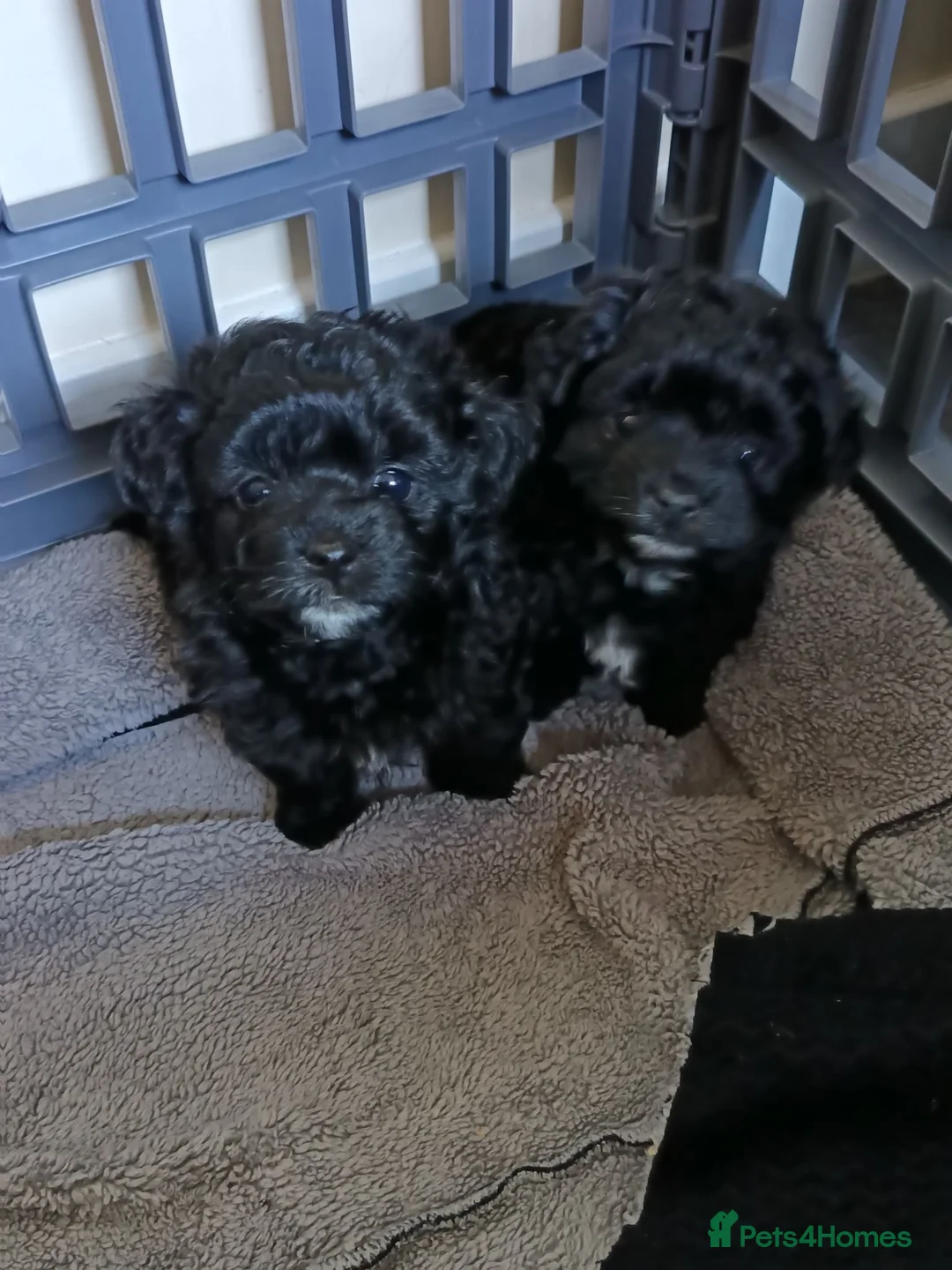 Pomapoo dogs for sale: Goldilocks and 3 little  curly black bears.  in Peterhead - Advert 1