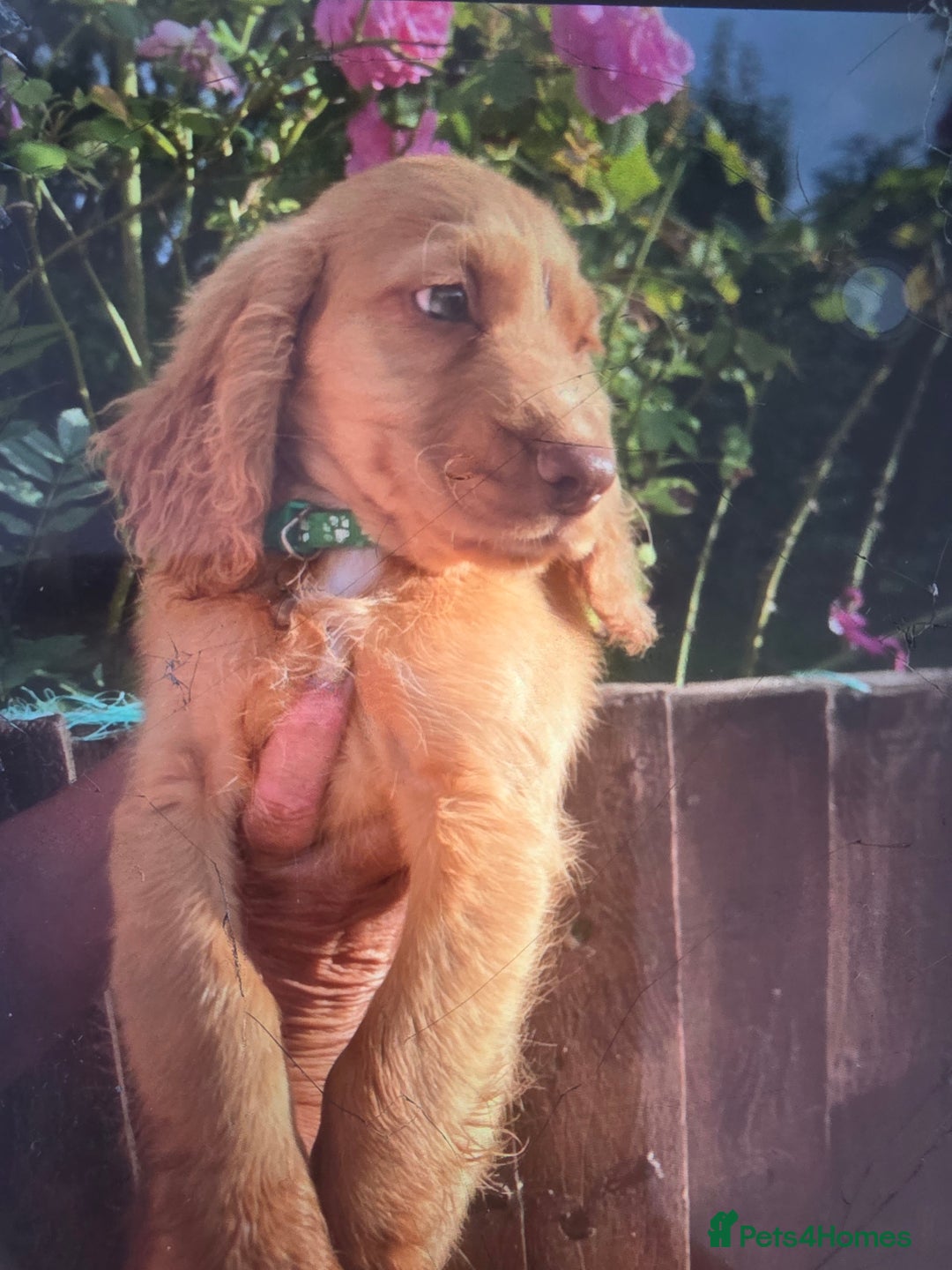 Cocker Spaniel dogs for sale: Cocker spaniel puppy's for sale  - Image 3