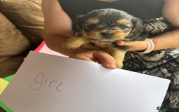 Mixed Breed dogs for sale: Norfolk terrier cross by toy poodle - Image 14
