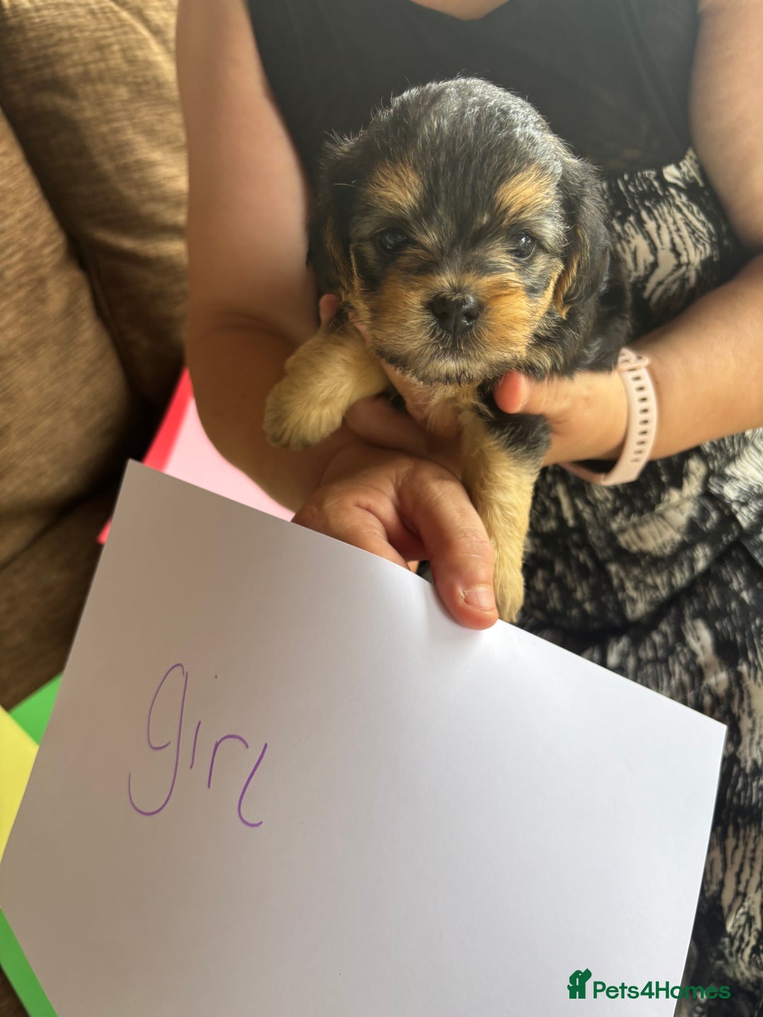 Mixed Breed dogs for sale: Norfolk terrier cross by toy poodle - Image 14