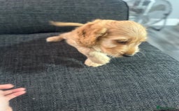 Cockapoo dogs for sale: F1 miniature cockerpoos  in Stoke-on-Trent - Image 12