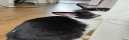 Mixed Breed cats for sale: Calico litter - Advert 18