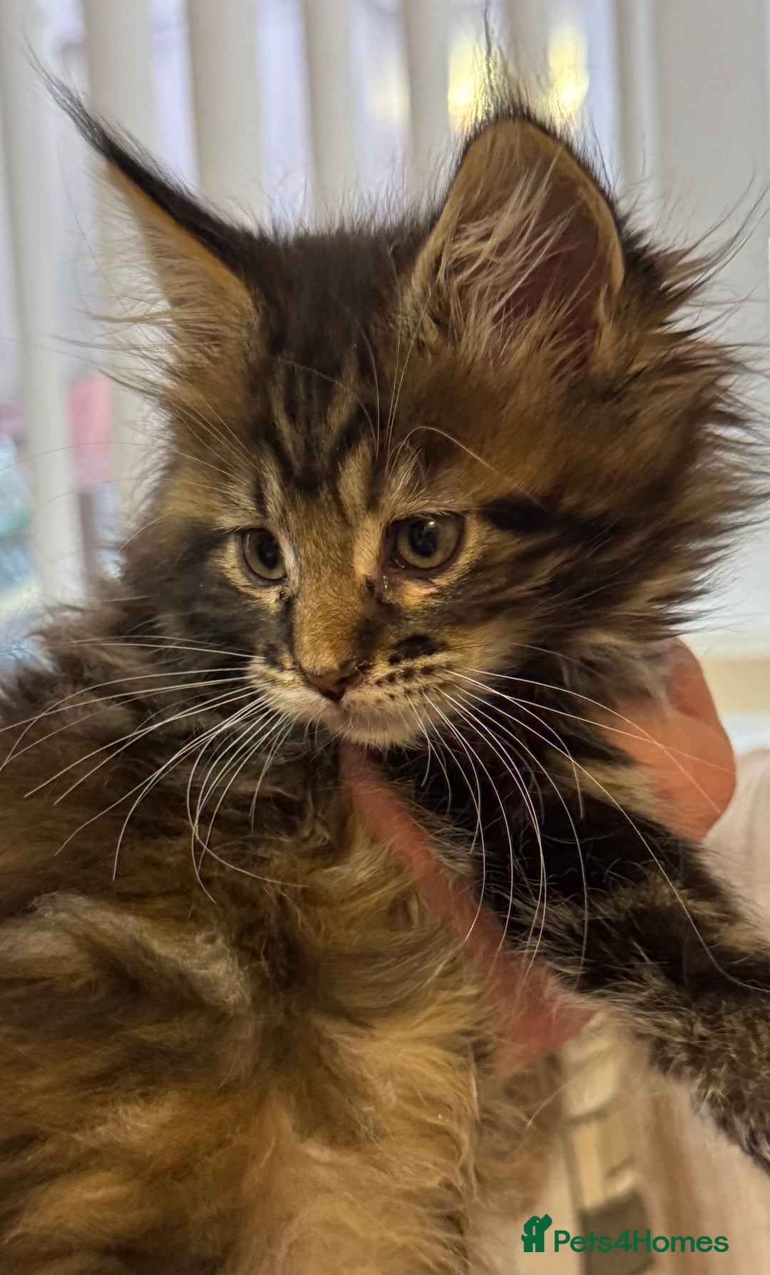 Maine Coon cats for sale: Adorable pedigree Maine coon kittens - Advert 22