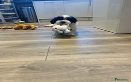 Havanese dogs for sale: Show quality litter of kc reg havanese puppies in Lincoln - Image 16