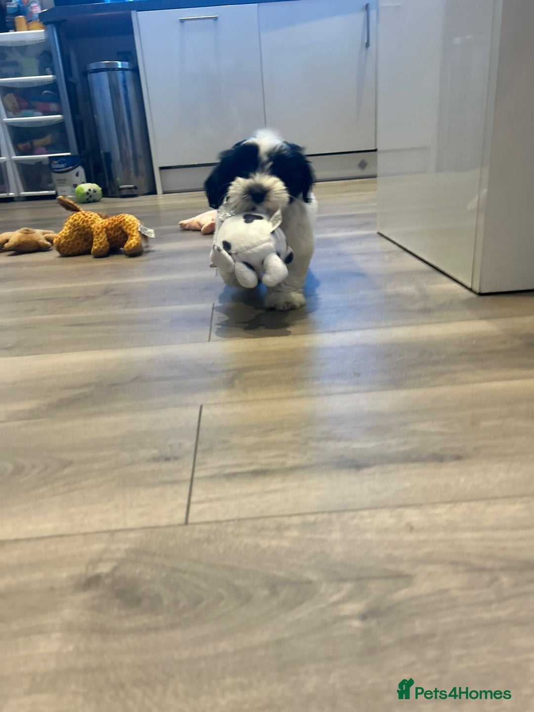 Havanese dogs for sale: Show quality litter of kc reg havanese puppies in Lincoln - Image 16