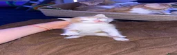Mixed Breed cats for sale: 6 Adorable Male Kittens – 2 Ginger & 4 Beige - Advert 5