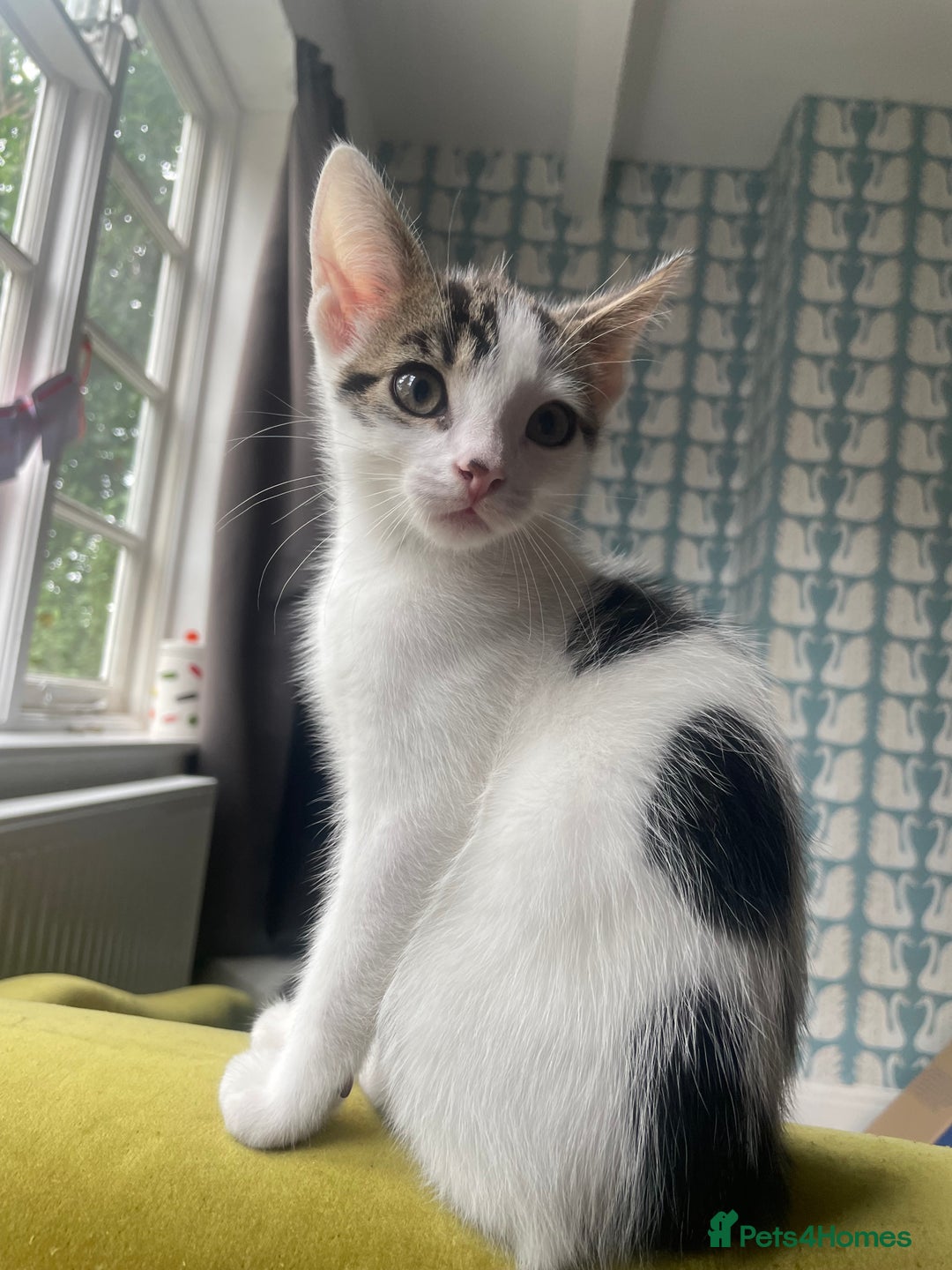 Domestic Shorthair cats for sale: Cute friendly kittens - 2 left - Image 5