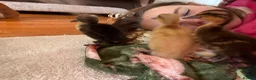 Ducks poultry for sale: Hand rear runner duck pair.  - Advert 6