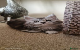 Maine Coon cats for sale: Pure Maine coon - Image 15