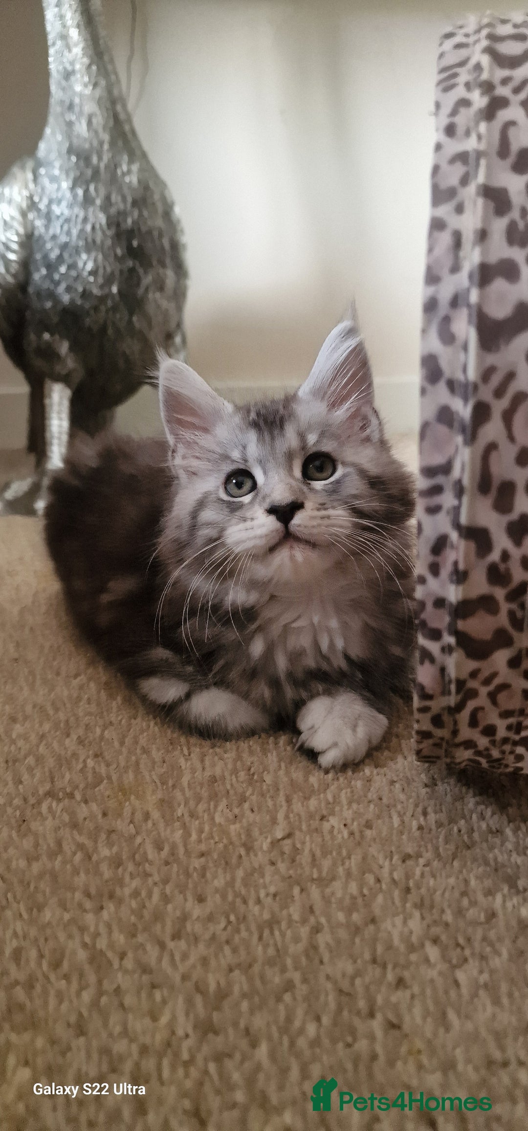 Maine Coon cats for sale: Pure Maine coon - Image 15