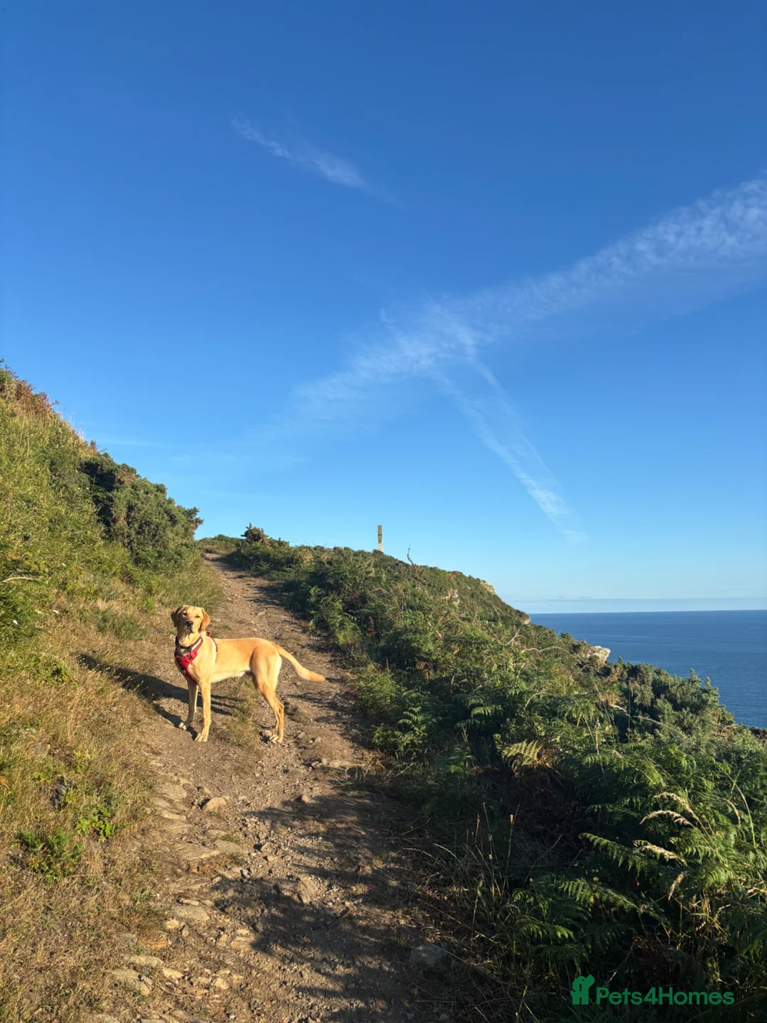 Labrador Retriever dogs for stud: White lab for stud - Advert 2