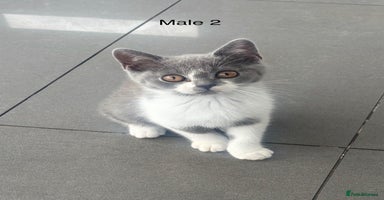 British Shorthair cats - Advert 3