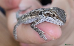 Dragon reptiles for sale: Baby Bearded Dragons  - Image 10