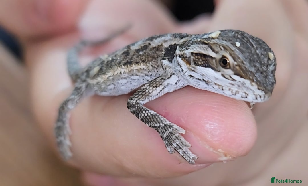 Dragon reptiles for sale: Baby Bearded Dragons  - Image 10