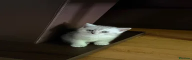 British Shorthair 2