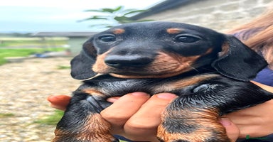Miniature Dachshund dogs - Advert 5