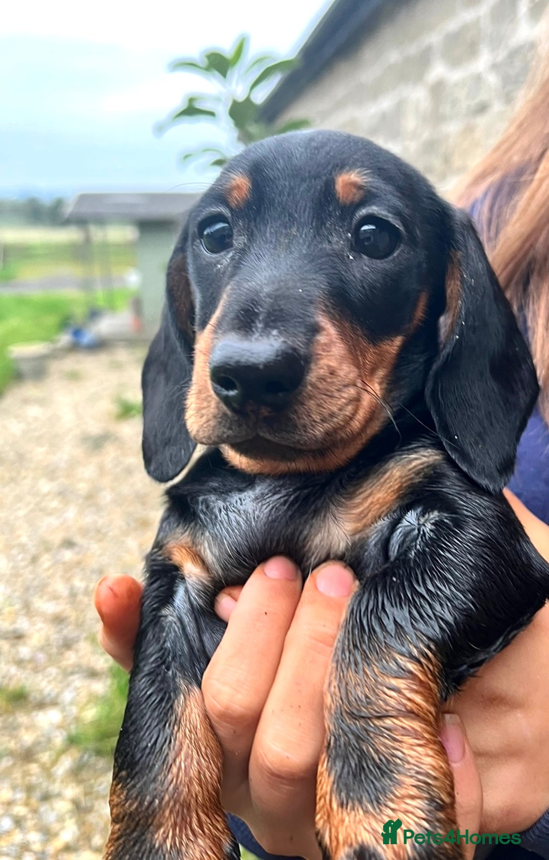 Miniature Dachshund dogs for sale: Miniature Short Hair Dacshund  - Image 3
