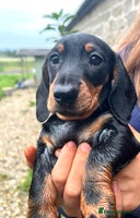Miniature Dachshund dogs - Advert 6
