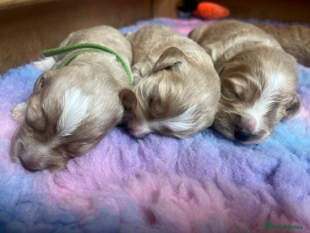 Cocker Spaniel dogs for sale: Stunning golden cocker spaniel puppies  - Image 3