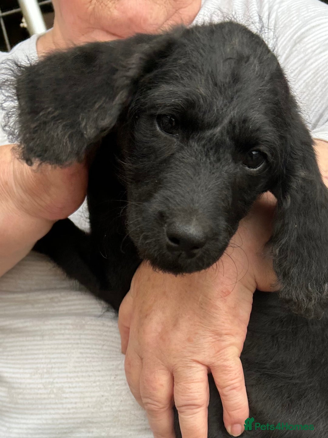 Labradoodle dogs for sale: Ready to go! Fantastic F1 Labradoodles (black) - Image 2