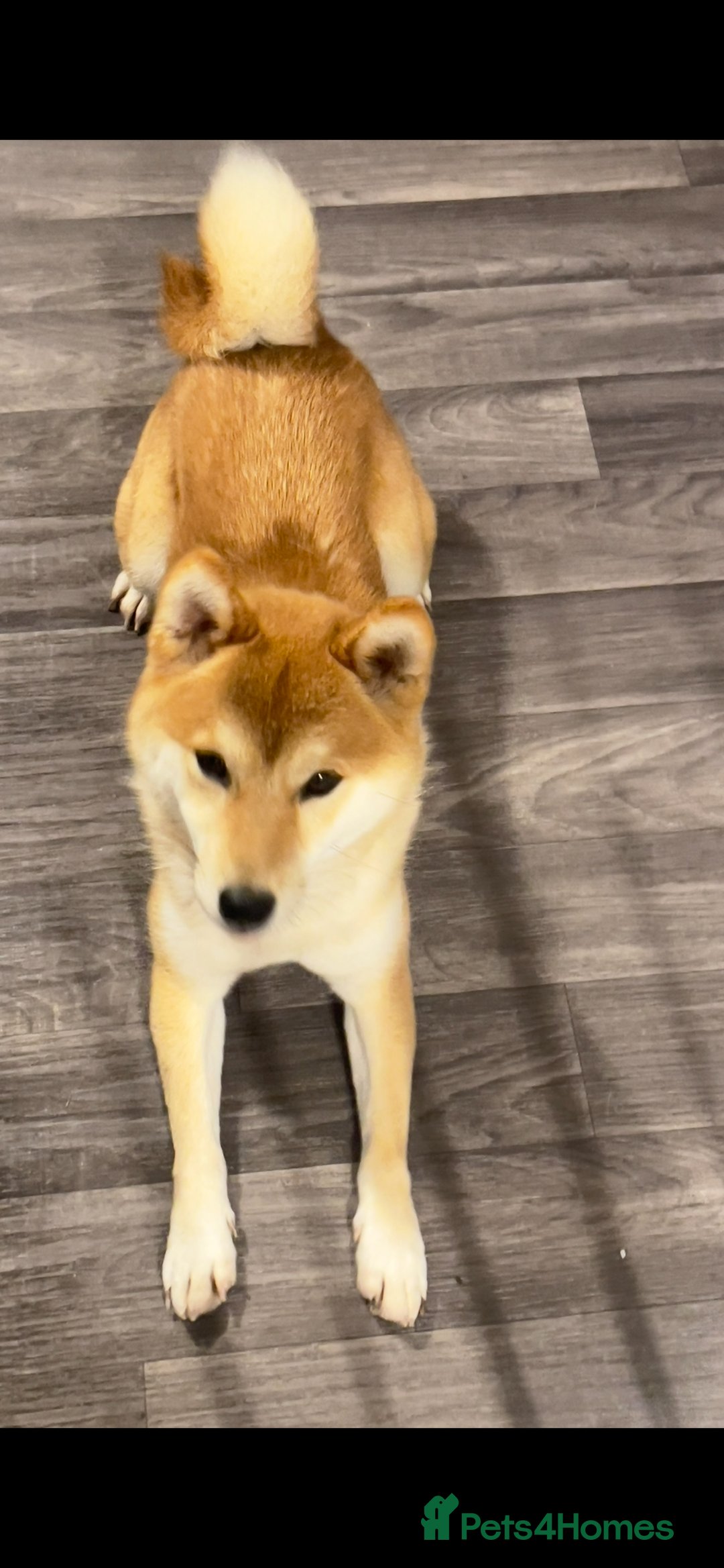 Japanese Shiba Inu dogs for sale: my beautiful 2 year old Shiba Inu  - Advert 2