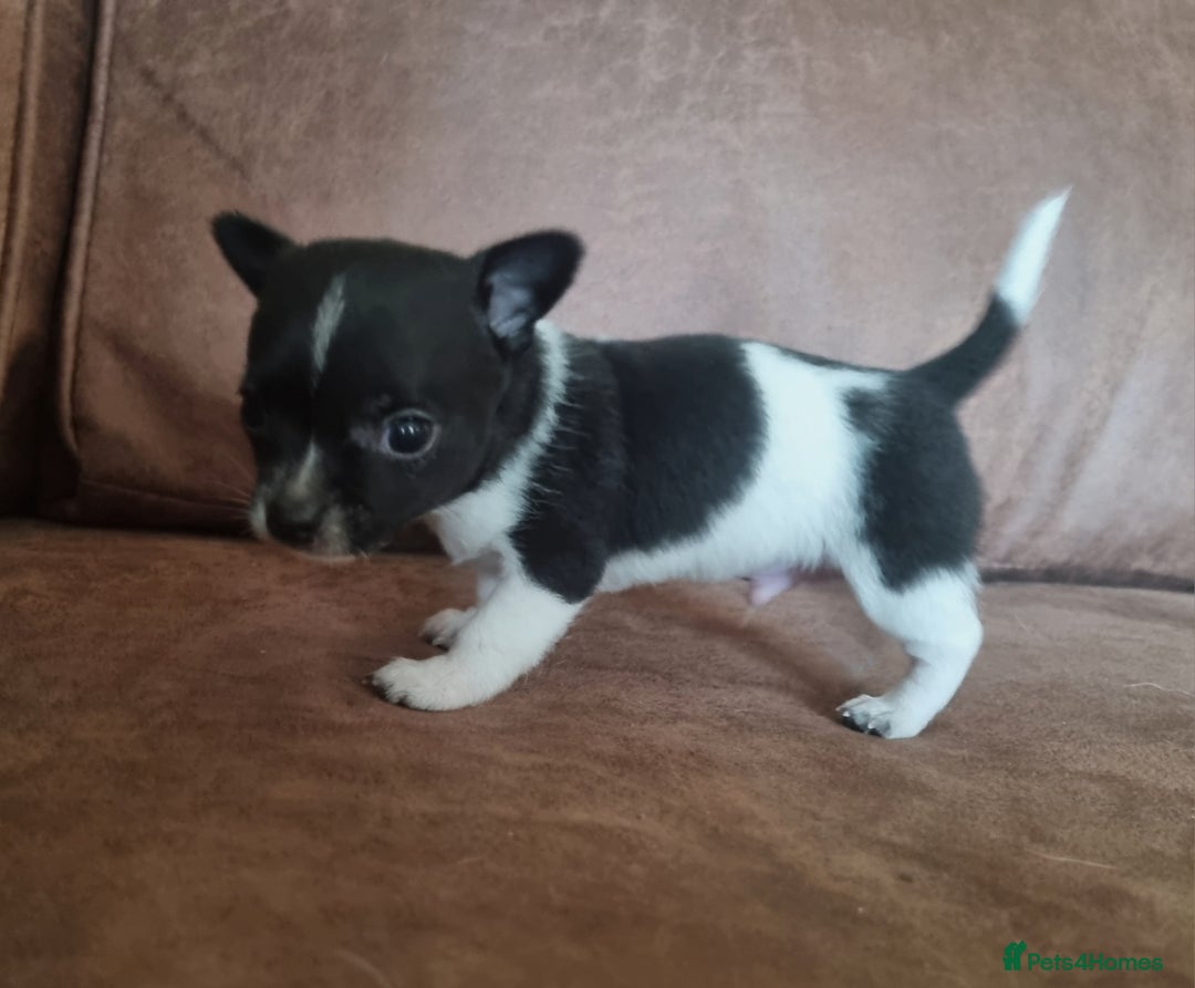 Chihuahua dogs for sale: Male Chihuahua puppy - Advert 1