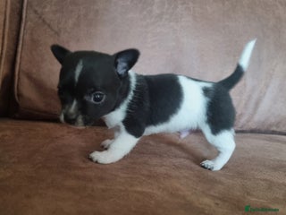 Chihuahua dogs Male Chihuahua puppy - Advert 4