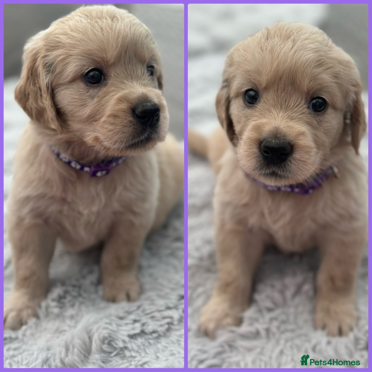Golden Retriever dogs *Beautiful KC Golden retriever puppies* - Advert 1