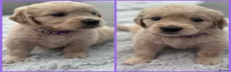 Golden Retriever dogs for sale: *Beautiful Golden retriever puppies* - Advert 5