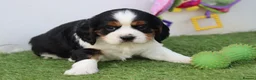 Cavachon dogs for sale: Beautiful Cavachon puppies for sale - Advert 6