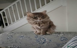 Ragdoll cats for sale: Ragdoll boy - Image 2