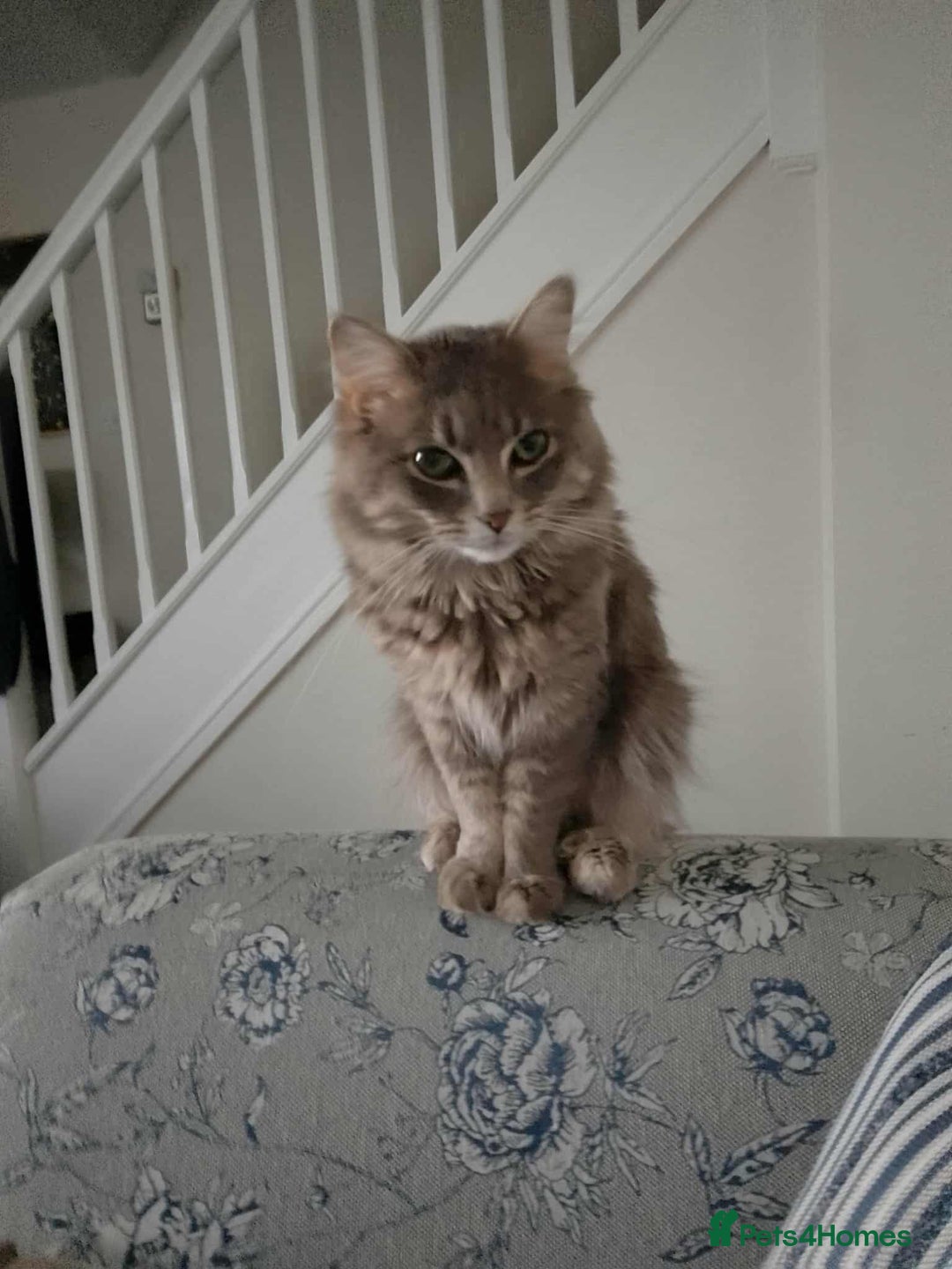 Ragdoll cats for sale: Ragdoll boy - Image 2