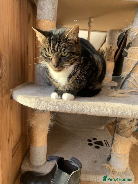 Mixed Breed cats Female spayed tabby  - Advert 1