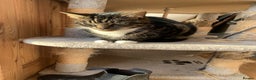 Mixed Breed cats for sale: Female spayed tabby  - Advert 1