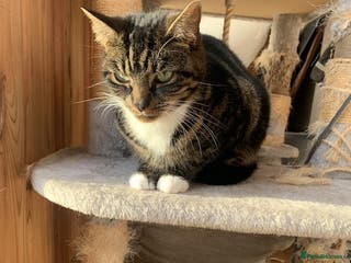 Mixed Breed cats Female spayed tabby - Advert 13