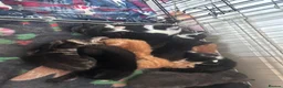 Mixed Breed cats for sale: 11 beautiful kittens for sale.  in Ashton-under-Lyne - Advert 4