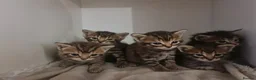 Mixed Breed cats for sale: 5 kittens for sale  - Advert 3