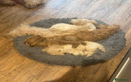 Cockapoo dogs for sale: F2b Cockapoo well handled & social  - Image 22