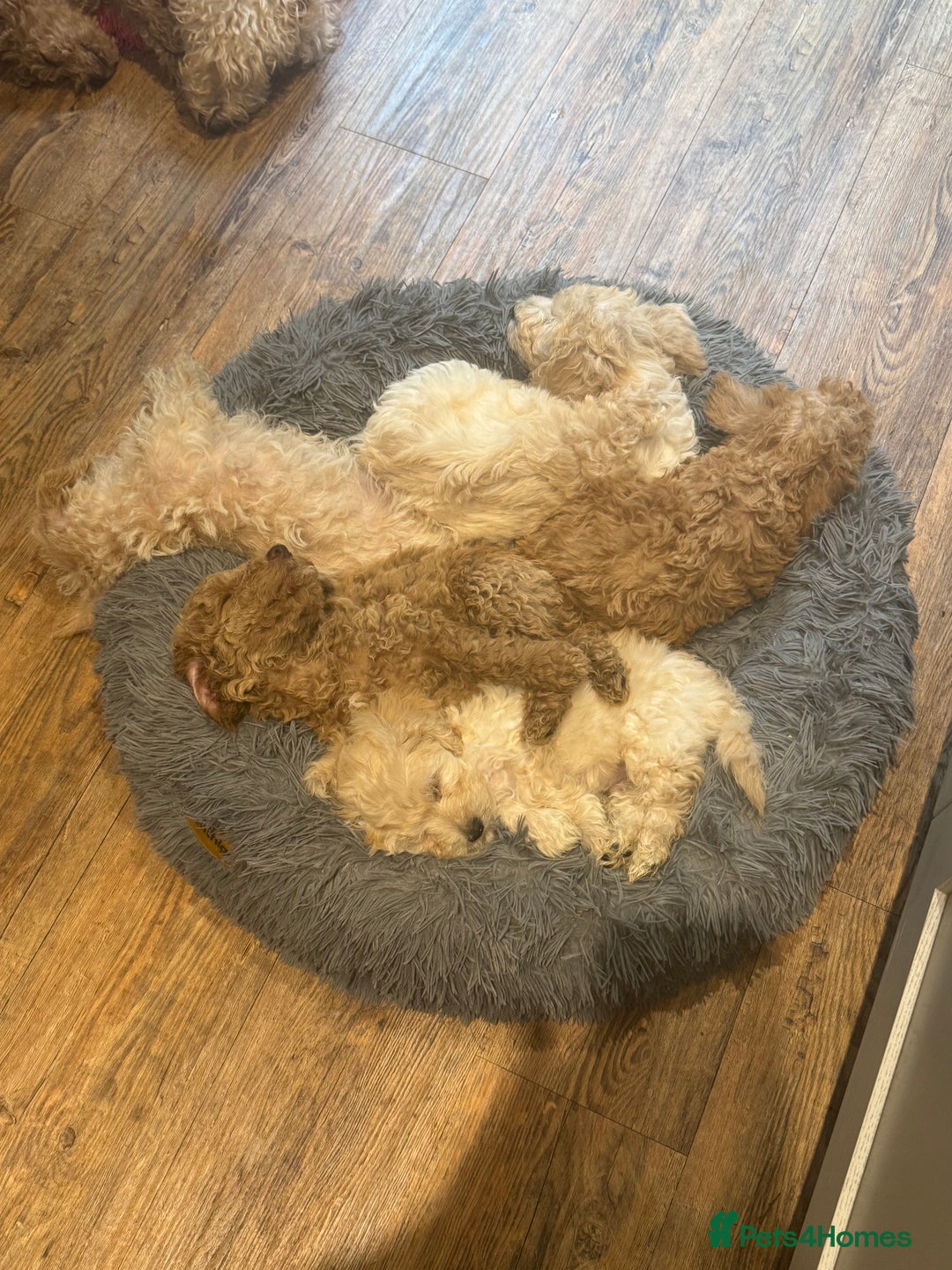 Cockapoo dogs for sale: F2b Cockapoo well handled & social  - Image 22