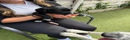 Cockerdor dogs for sale: 6 Cockerdor puppies left  in Camberley - Advert 11