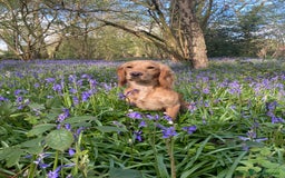 Cocker Spaniel dogs for stud: Proven Health tested Cocker spaniel for stud  in Loughborough - Image 3