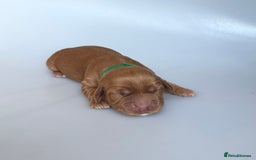 Cocker Spaniel dogs for sale: Pedigree Cocker Spaniel Puppies  - Image 13