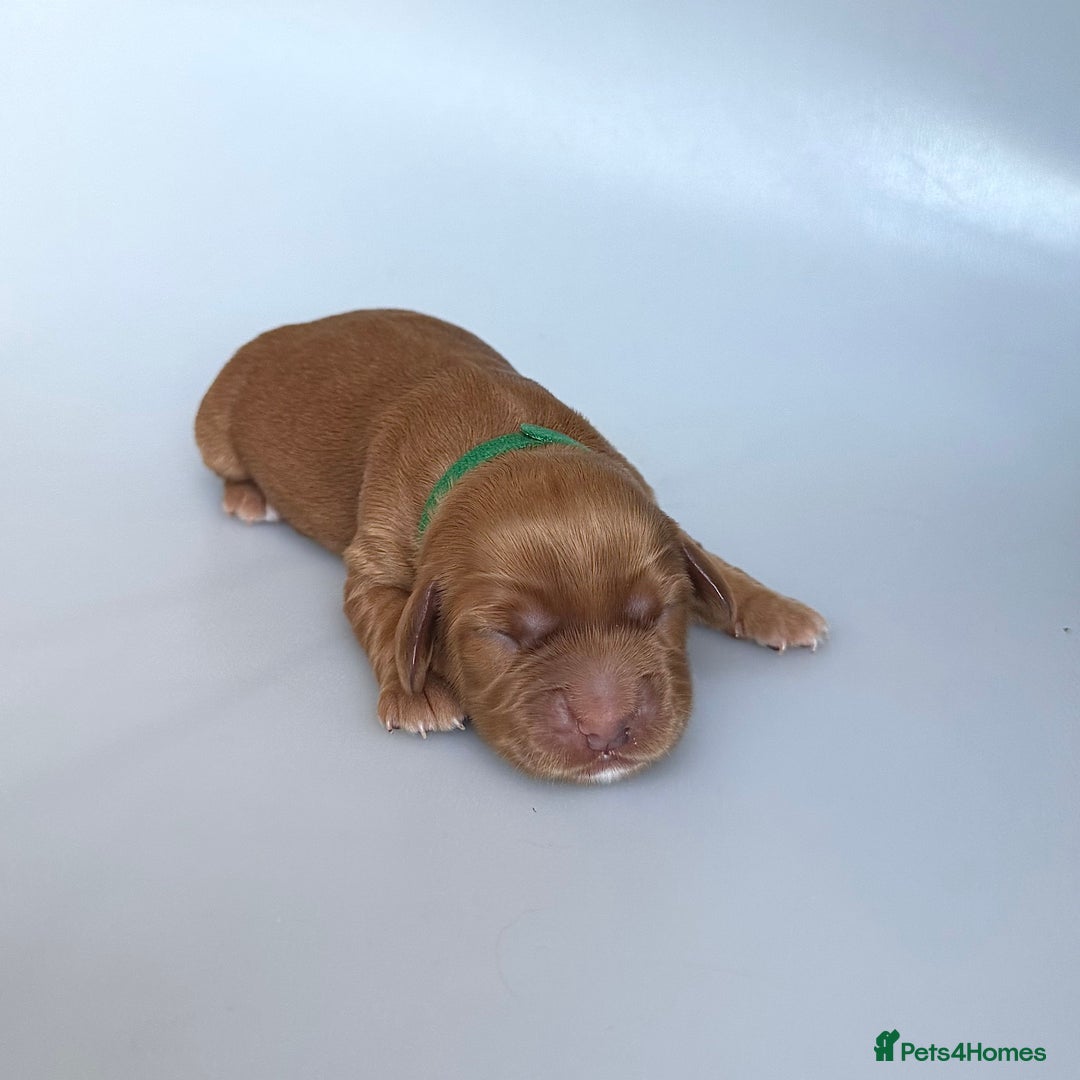 Cocker Spaniel dogs for sale: Pedigree Cocker Spaniel Puppies  - Image 13