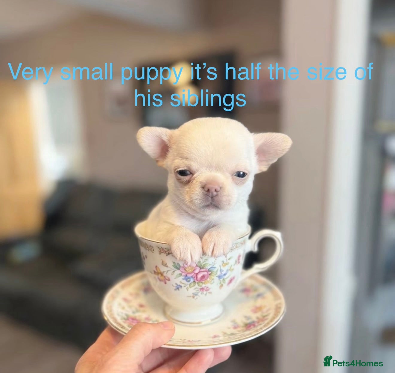 Chihuahua dogs Kc only 1 boy left chihuahua  **  ready one week - Advert 6