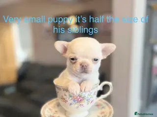 Chihuahua dogs Kc only 1 very small boy chihuahua ready one week - Advert 3