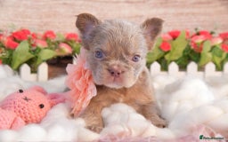 French Bulldog dogs for sale: Kc registered new shade french bulldogs - Image 13